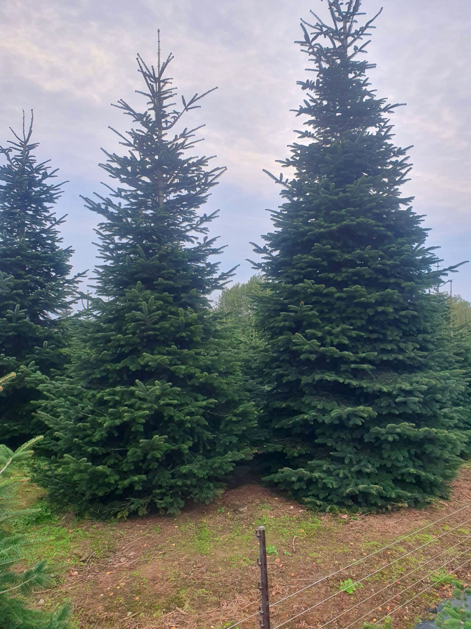 Theydon Christmas Trees Farm