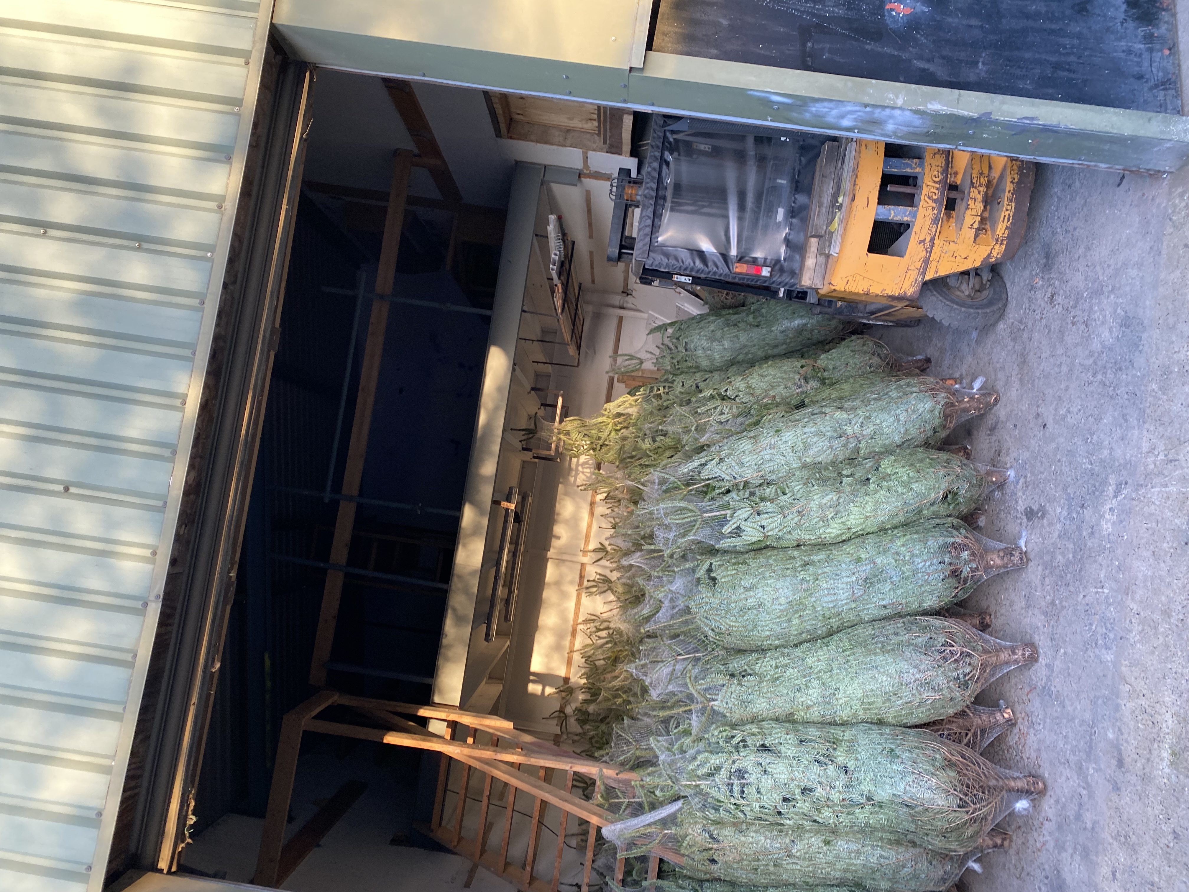 Theydon Christmas Trees Farm