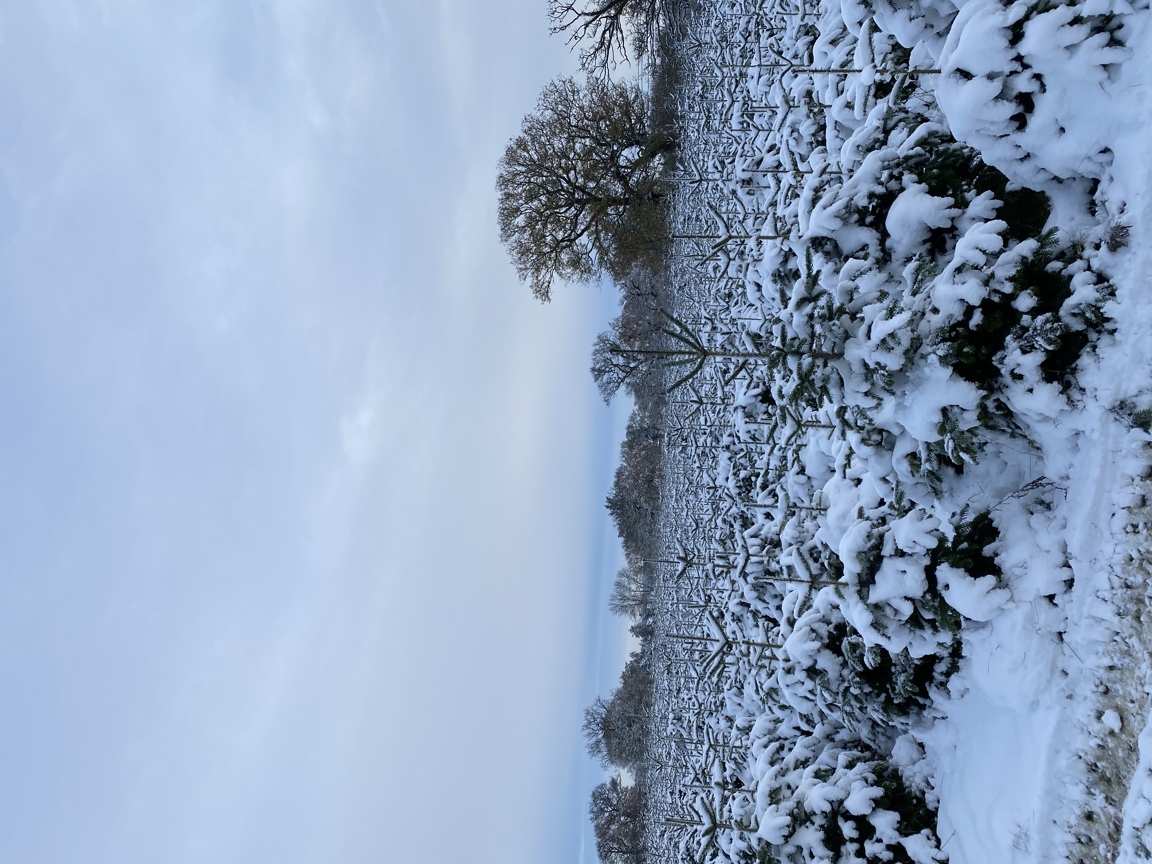 Theydon Christmas Trees Farm