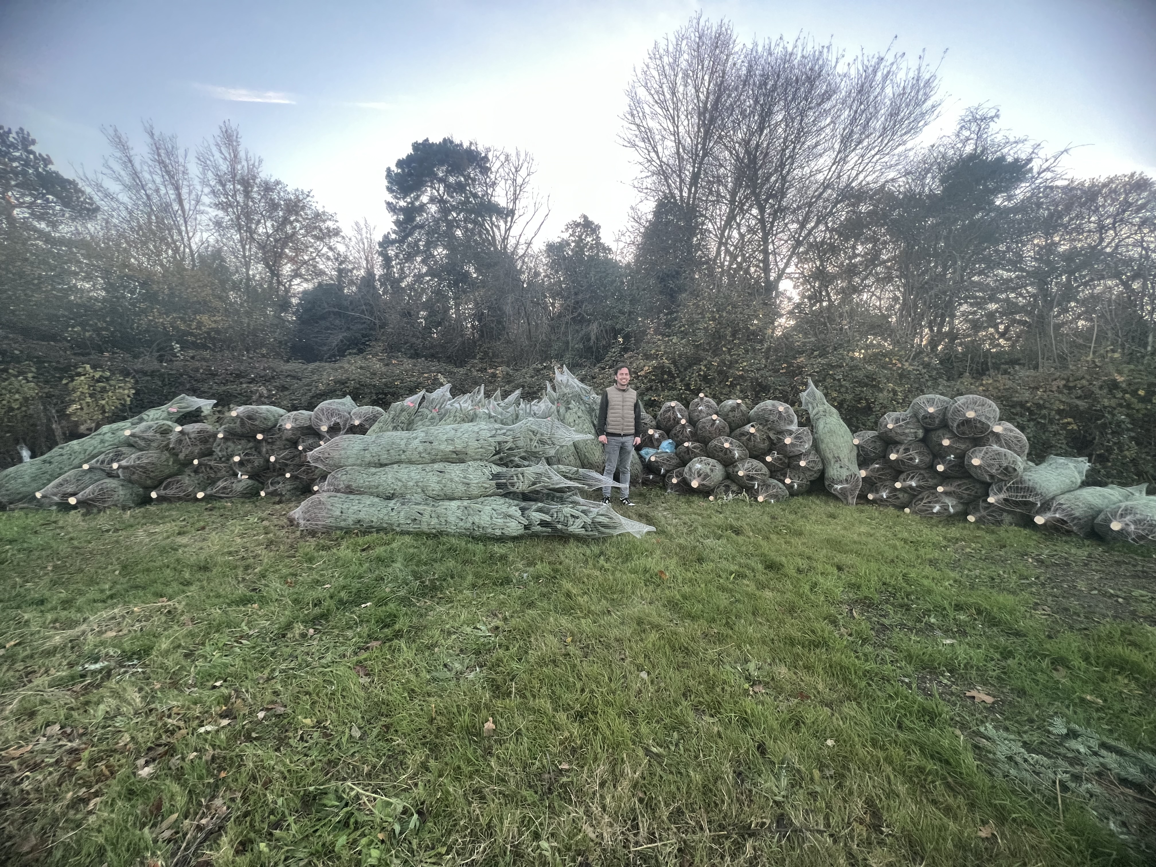 Theydon Christmas Trees Farm
