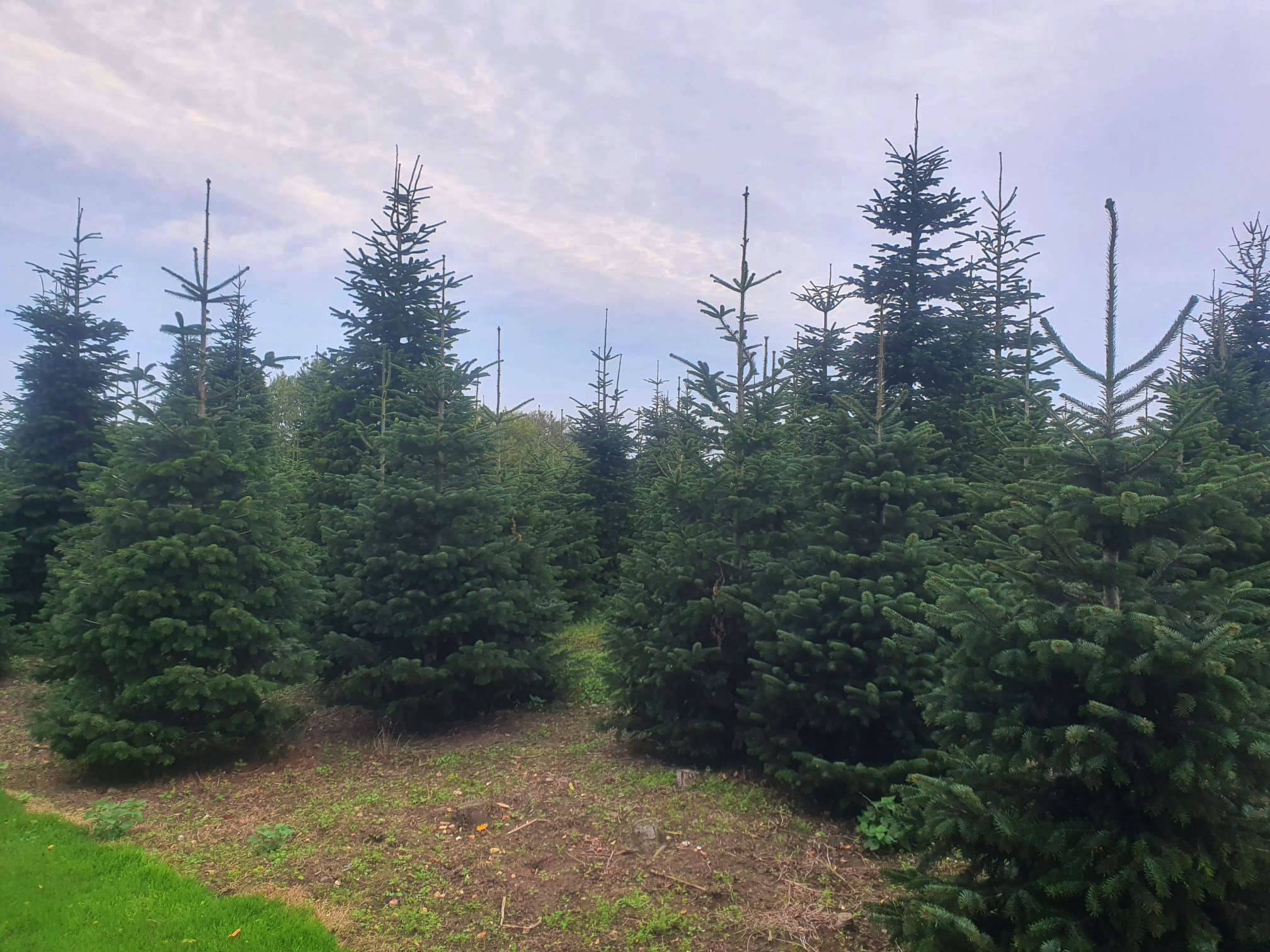 Theydon Christmas Trees Farm