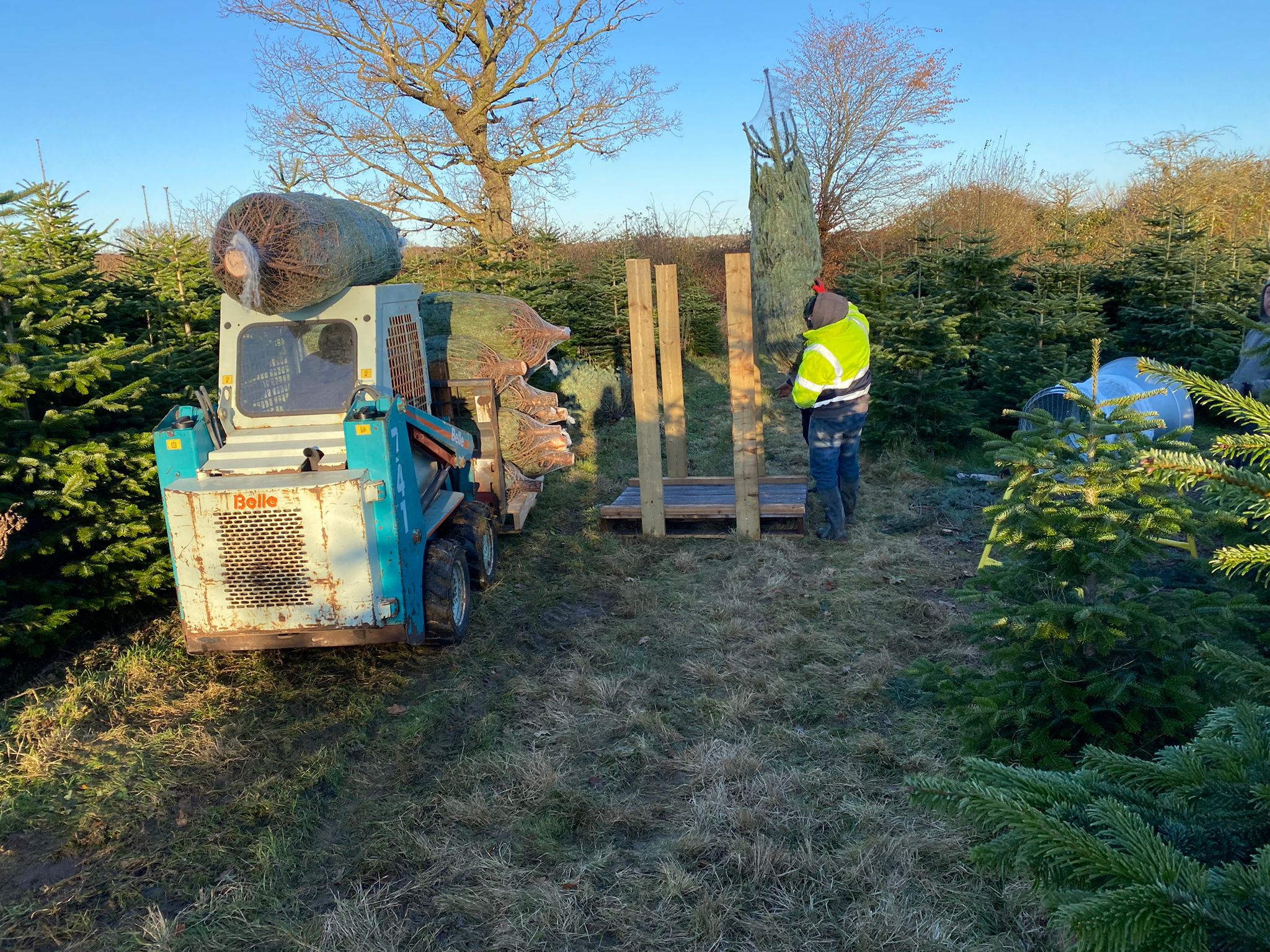 Theydon Christmas Trees Farm