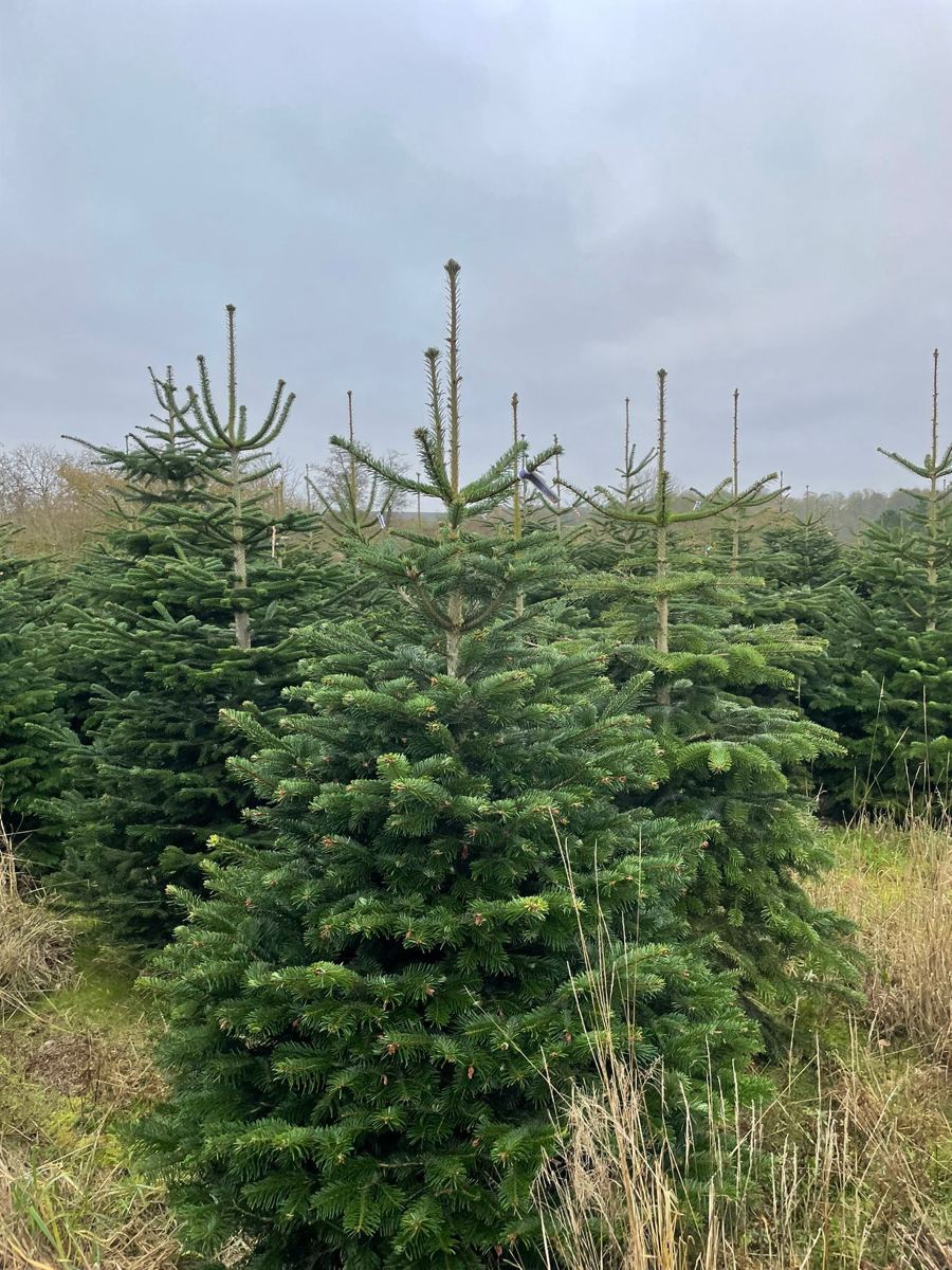 Mature Nordmann firs