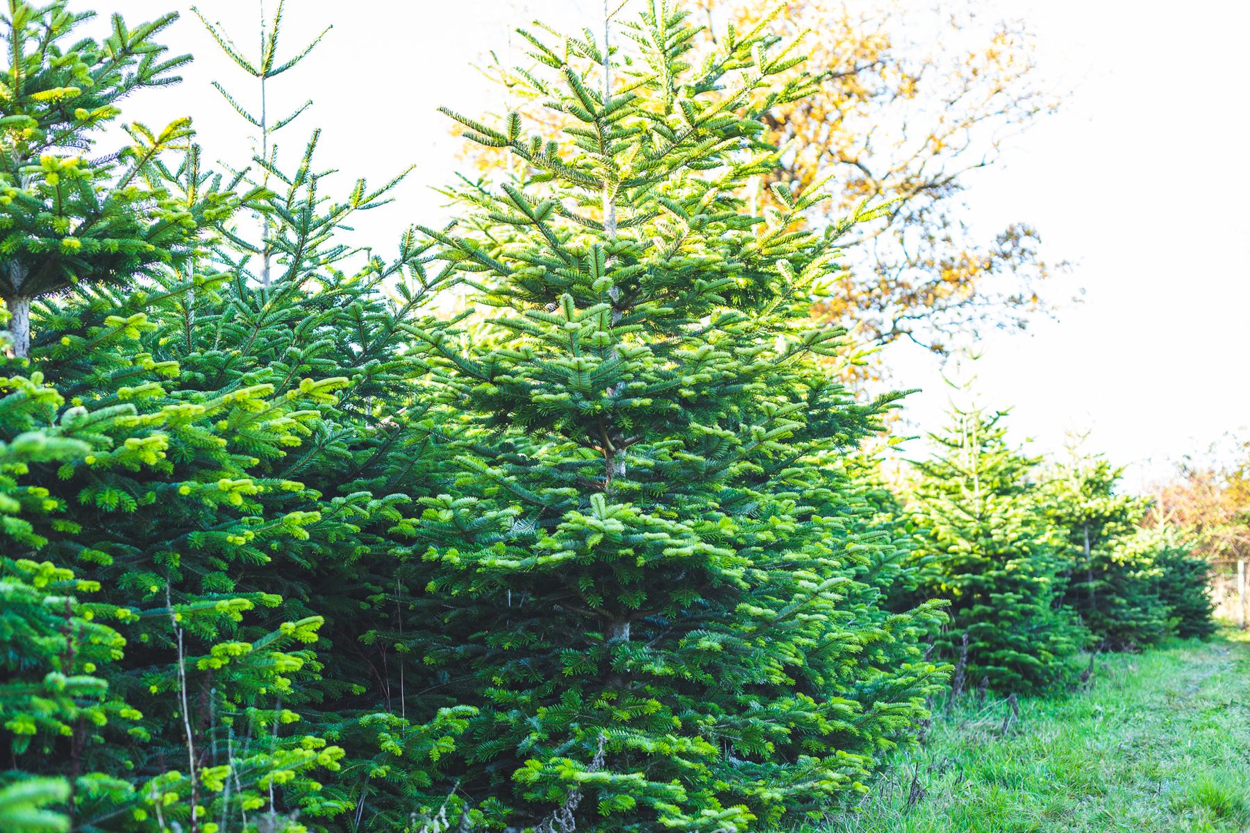 Rows of Nordmann firs at Theydon Christmas Trees on a bright winter morning