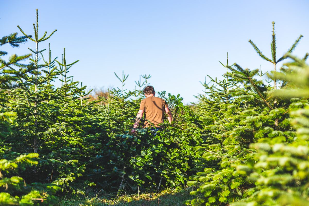 Walking the rows between the firs