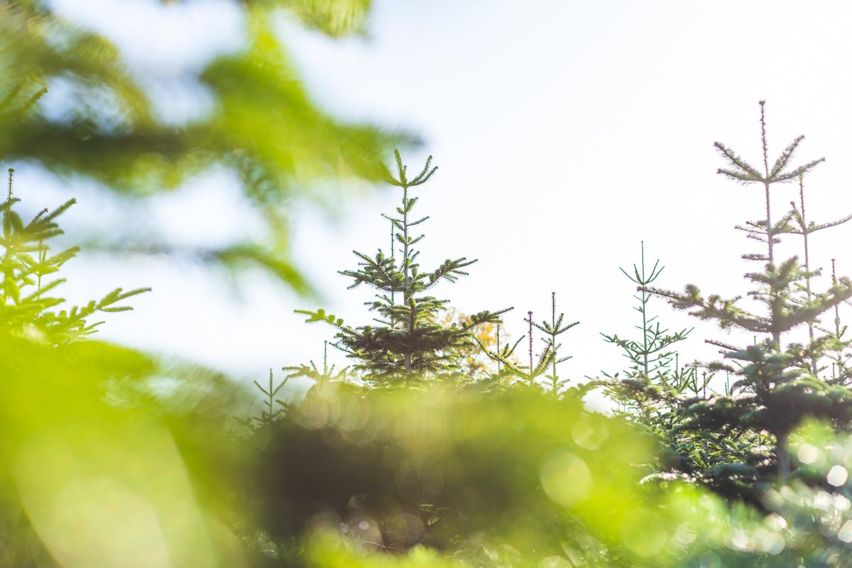 Young trees in the sunshine